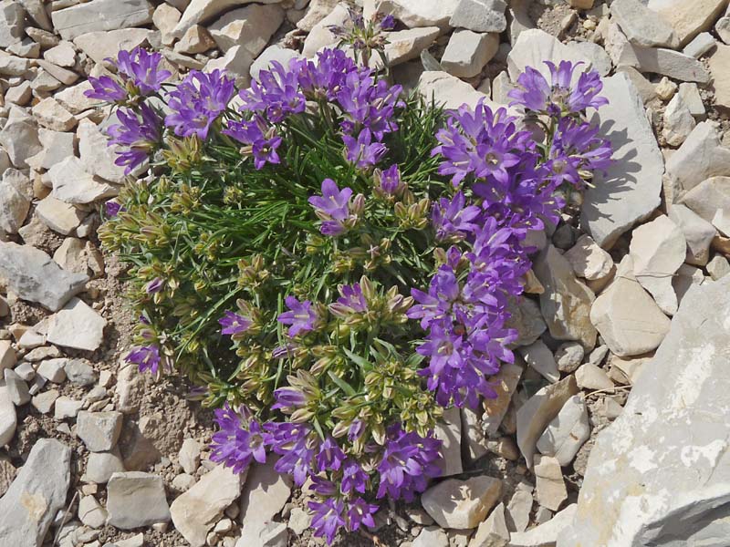 Edraianthus graminifolius / Campanula graminifolia